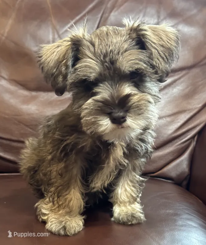 Mr. Light Blue – Miniature Schnauzer puppy for sale in Hickory, NC