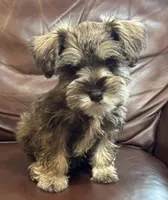 Mr. Light Blue, a male Miniature Schnauzer for sale in Hickory, NC – 1 of 3