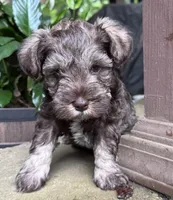 Xena pup Black collar , a male Miniature Schnauzer for sale in Hickory, NC – 5 of 5