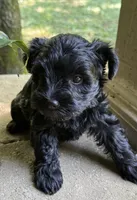 Xena’s puppy neon green, a female Miniature Schnauzer for sale in Hickory, NC – 4 of 5