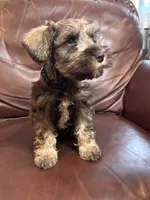 Mr Black Tie , a male Miniature Schnauzer for sale in Hickory, NC – 1 of 3
