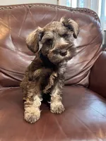 Mr Black Tie , a male Miniature Schnauzer for sale in Hickory, NC – 2 of 3