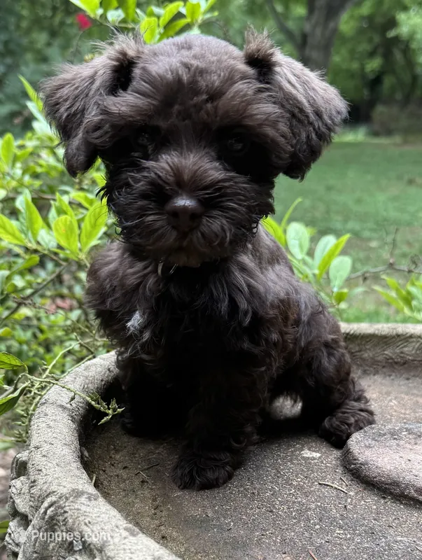 Rosa’s puppy Brown collar  – Miniature Schnauzer puppy for sale in Hickory, NC