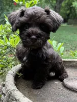 Rosa’s puppy Brown collar , a male Miniature Schnauzer for sale in Hickory, NC – 1 of 5