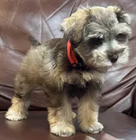 Mr. Rowdy Red, a male Miniature Schnauzer for sale in Hickory, NC – 3 of 4