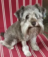 Willow , a female Miniature Schnauzer for sale in Hickory, NC – 4 of 8