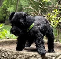 Xena’s puppy neon green, a female Miniature Schnauzer for sale in Hickory, NC – 2 of 5