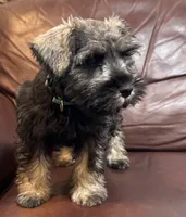 Mr Teal , a male Miniature Schnauzer for sale in Hickory, NC – 3 of 3