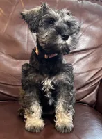 Miss Perky Pink, a female Miniature Schnauzer for sale in Hickory, NC – 1 of 3