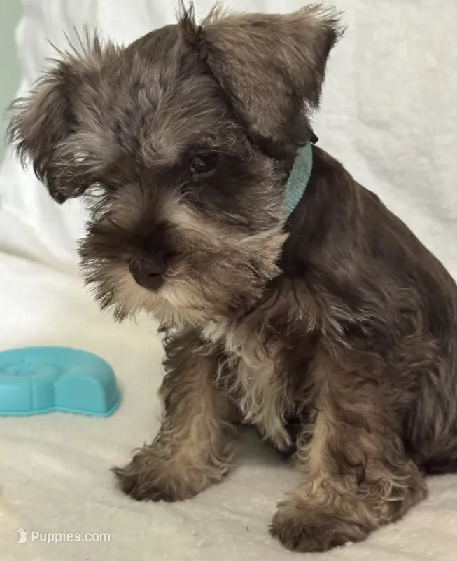 Rosa’s puppy light blue collar – Miniature Schnauzer puppy for sale in Hickory, NC