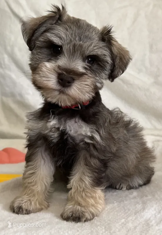 Willow’s puppy Red collar  – Miniature Schnauzer puppy for sale in Hickory, NC