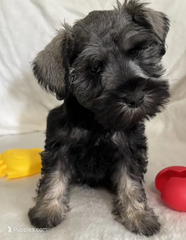 Xena’s Puppy Teal collar  – Miniature Schnauzer puppy for sale in Hickory, NC