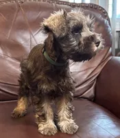 Mr Hunter Green , a male Miniature Schnauzer for sale in Hickory, NC – 3 of 3