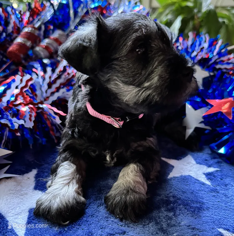 Rosa,s puppy 1 – Miniature Schnauzer puppy for sale in Hickory, NC
