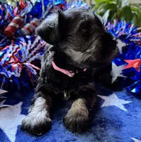 Rosa,s puppy 1, a female Miniature Schnauzer for sale in Hickory, NC – 1 of 1