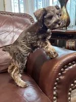 Mr Black Tie , a male Miniature Schnauzer for sale in Hickory, NC – 3 of 3