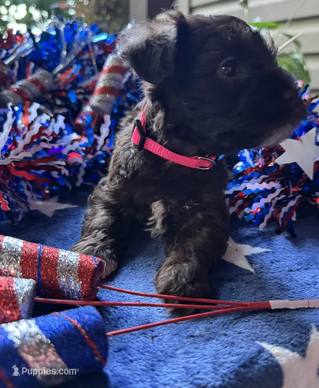 Rosa’s s Puppy number four – Miniature Schnauzer puppy for sale in Hickory, NC