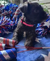 Rosa’s s Puppy number four, a female Miniature Schnauzer for sale in Hickory, NC – 1 of 1