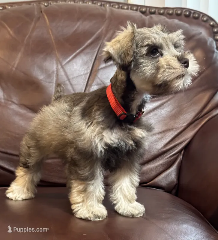Mr. Rowdy Red – Miniature Schnauzer puppy for sale in Hickory, NC