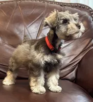 Mr. Rowdy Red, a male Miniature Schnauzer for sale in Hickory, NC – 1 of 4