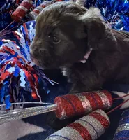 Willows Puppy, number two, a female Miniature Schnauzer for sale in Hickory, NC – 1 of 1