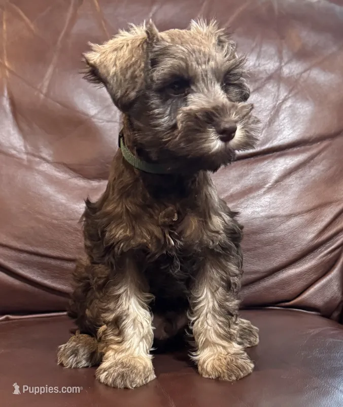Mr Hunter Green  – Miniature Schnauzer puppy for sale in Hickory, NC