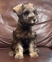 Mr Hunter Green , a male Miniature Schnauzer for sale in Hickory, NC – 1 of 3