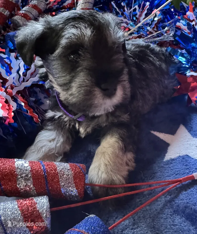 Rosa’s puppy 2 – Miniature Schnauzer puppy for sale in Hickory, NC