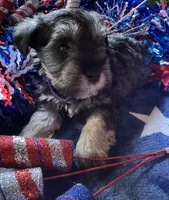 Rosa’s puppy 2, a female Miniature Schnauzer for sale in Hickory, NC – 1 of 1