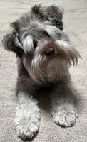 Willow , a female Miniature Schnauzer for sale in Hickory, NC – 5 of 8
