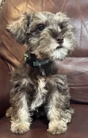 Mr. Light Blue, a male Miniature Schnauzer for sale in Hickory, NC – 3 of 3
