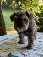 Rosa’s puppy light blue collar, a male Miniature Schnauzer for sale in Hickory, NC – 5 of 5
