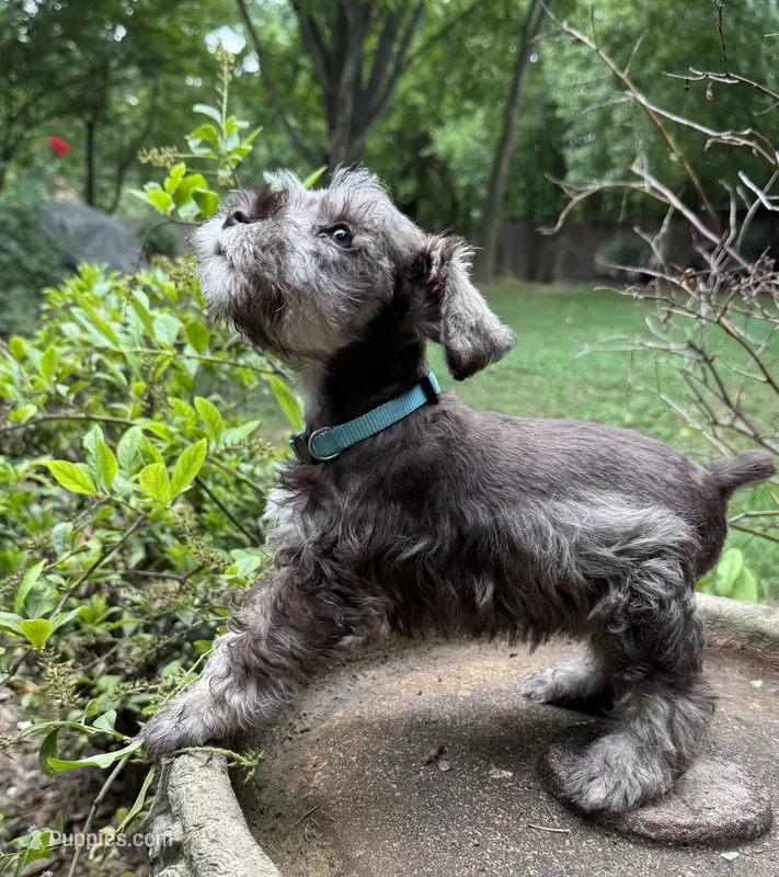 Rosa’s puppy light blue collar – Miniature Schnauzer puppy for sale in Hickory, NC