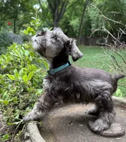 Rosa’s puppy light blue collar, a male Miniature Schnauzer for sale in Hickory, NC – 1 of 5