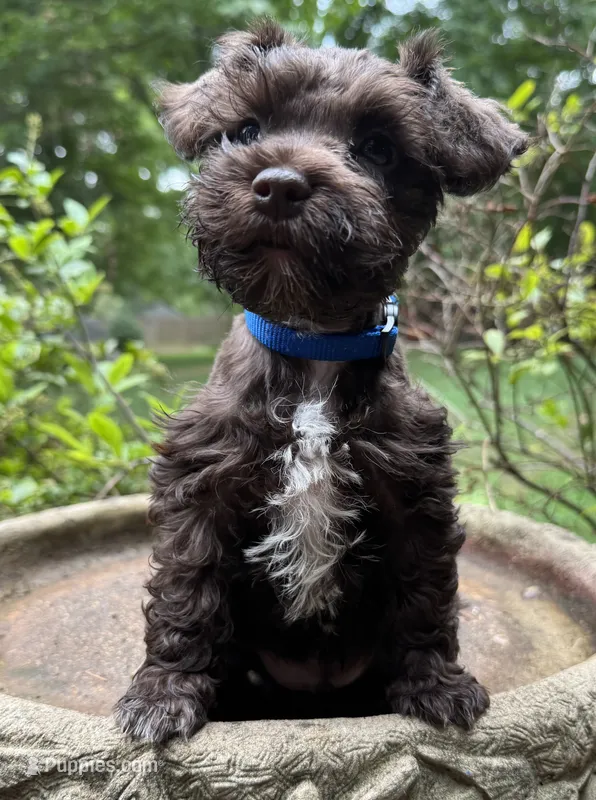 Rosa’s puppy royal blue – Miniature Schnauzer puppy for sale in Hickory, NC