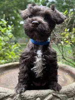 Rosa’s puppy royal blue, a male Miniature Schnauzer for sale in Hickory, NC – 1 of 5