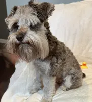 Willow , a female Miniature Schnauzer for sale in Hickory, NC – 2 of 8