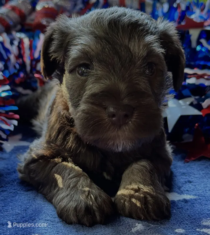Xena pup number one – Miniature Schnauzer puppy for sale in Hickory, NC