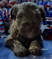 Xena pup number one, a male Miniature Schnauzer for sale in Hickory, NC – 1 of 1