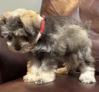 Mr. Rowdy Red, a male Miniature Schnauzer for sale in Hickory, NC – 2 of 4