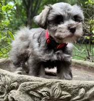 Willow’s puppy Red collar , a male Miniature Schnauzer for sale in Hickory, NC – 3 of 4