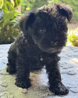 Xena’s s puppy orange collar, a male Miniature Schnauzer for sale in Hickory, NC – 2 of 5