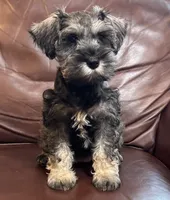Miss Perky Pink, a female Miniature Schnauzer for sale in Hickory, NC – 2 of 3