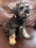 Miss Perky Pink, a female Miniature Schnauzer for sale in Hickory, NC – 3 of 3