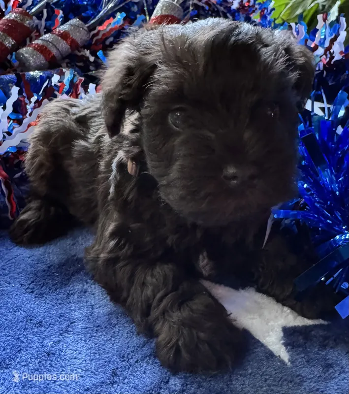 Rosa’s puppy number six – Miniature Schnauzer puppy for sale in Hickory, NC