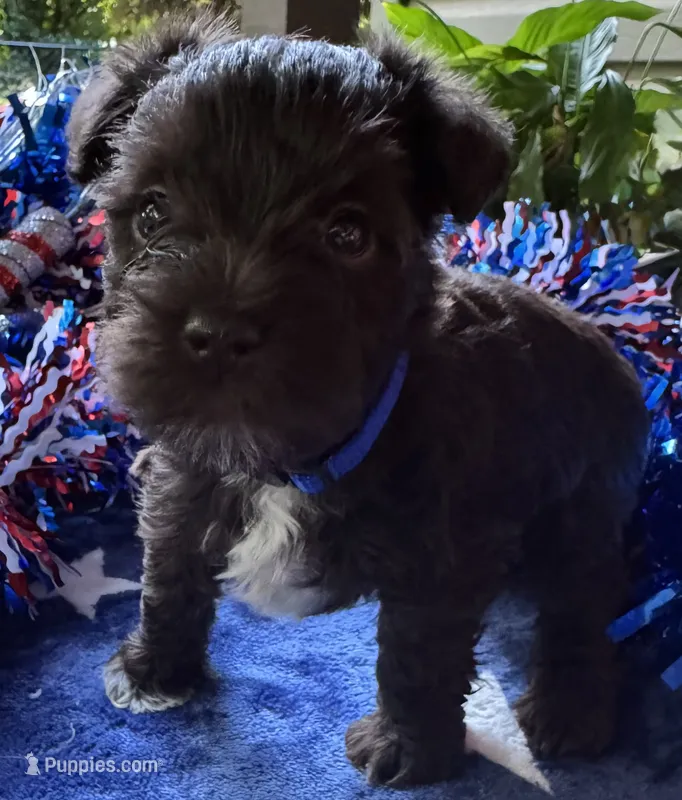 Rosa’s puppy number five – Miniature Schnauzer puppy for sale in Hickory, NC