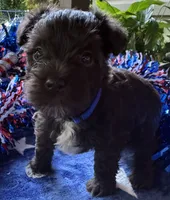 Rosa’s puppy number five, a male Miniature Schnauzer for sale in Hickory, NC – 1 of 1
