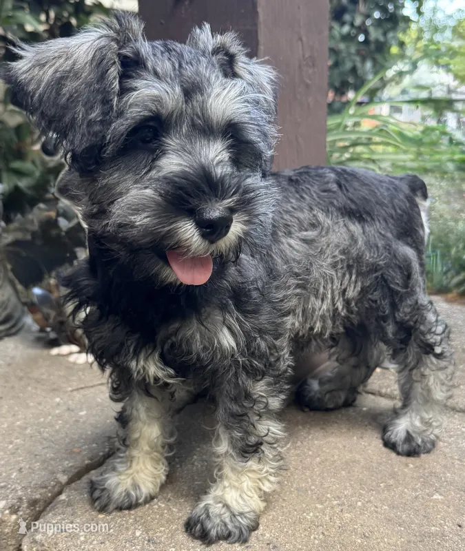 Miss Perky Pink – Miniature Schnauzer puppy for sale in Hickory, NC