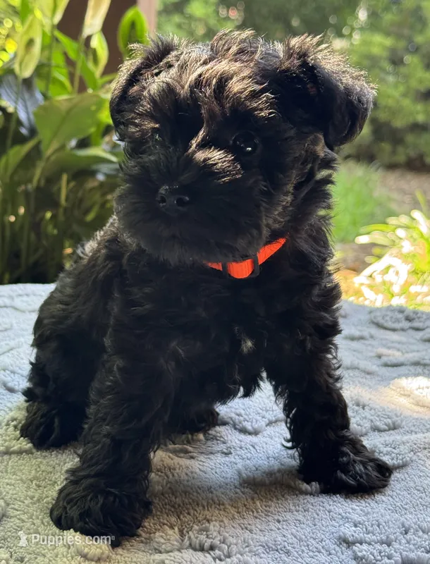 Xena’s s puppy orange collar – Miniature Schnauzer puppy for sale in Hickory, NC