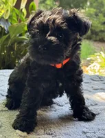 Xena’s s puppy orange collar, a male Miniature Schnauzer for sale in Hickory, NC – 1 of 5